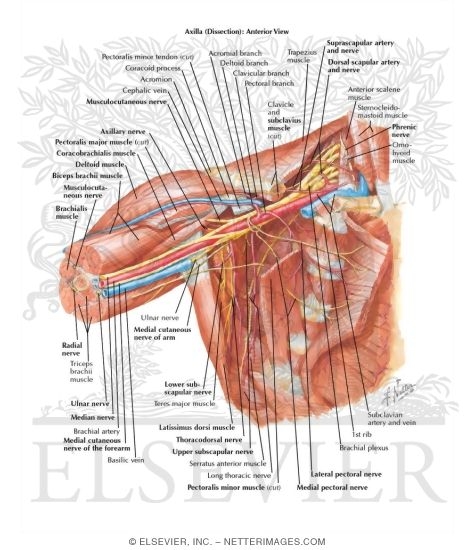 Axilla (Dissection): Anterior View Shoulder and Axilla: Deep Dissection