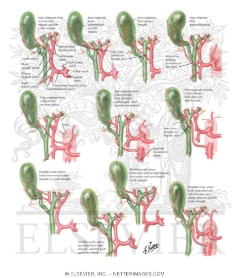 Variations In Cystic Artery