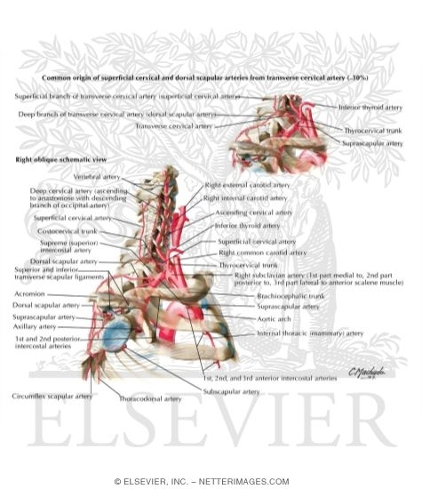 Subclavian Artery