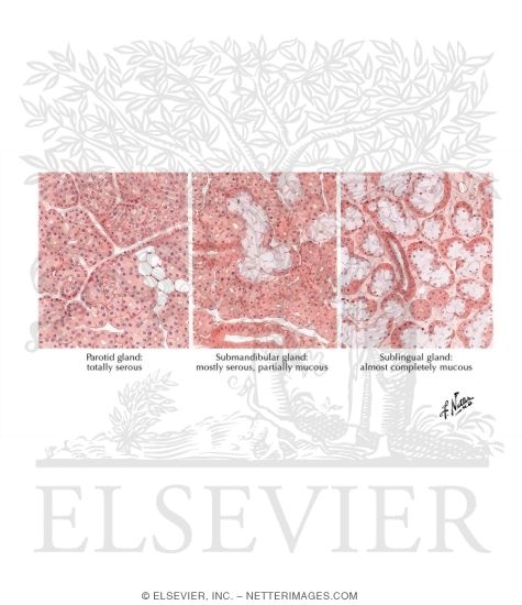 Salivary Gland Histograms