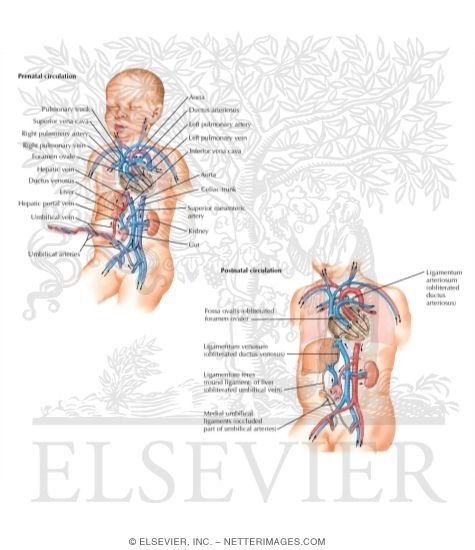 Prenatal and Postnatal Circulation