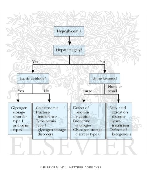 Diagnostic Pathway for Hypoglycemia