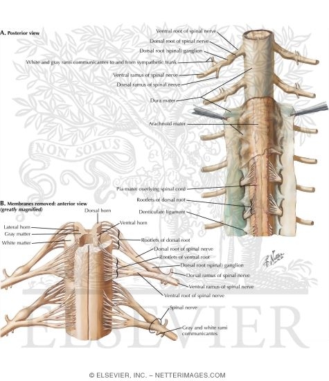 Spinal Membranes and Nerve Origins