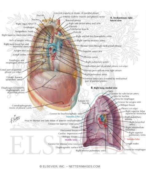 Mediastinum: Right Lateral View and Right Medial Lung