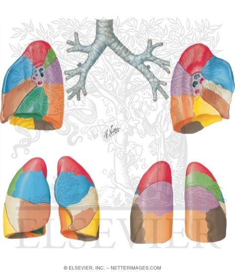 Lung Anatomy