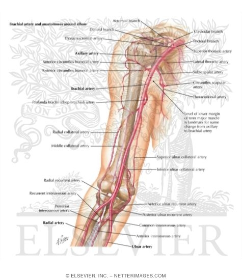 Brachial and Elbow Arteries