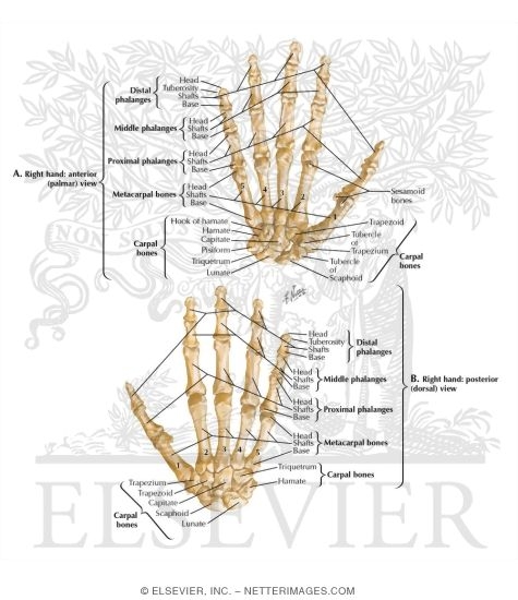 Bones of Wrist and Hand