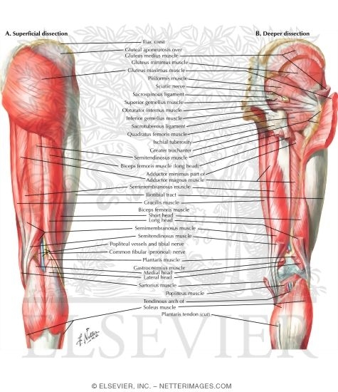 Muscles of Back of Hip and Thigh Muscles of Hip and Thigh: Posterior Views