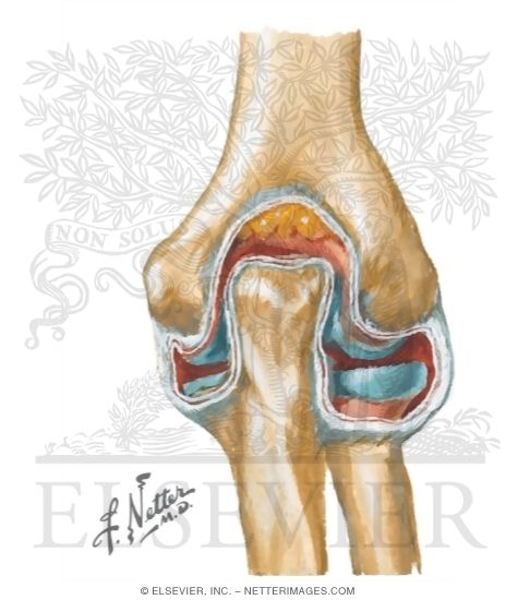 Opened Elbow Joint: Posterior View