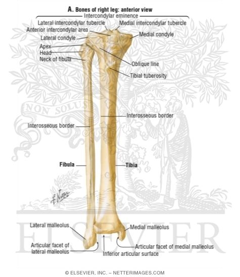 Bones of Right Leg: Anterior View