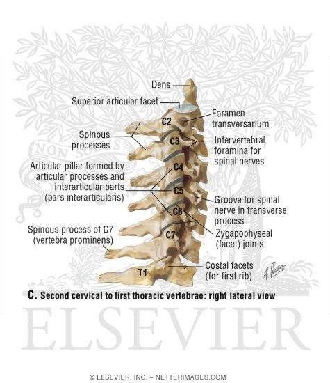 Second Cervical to First Thoracic Vertebrae: Right Lateral View