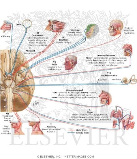 Cranial Nerves (Motor and Sensory Distribution): Schema
