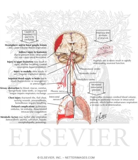 Causes and Effects of Impaired Respiratory Exchange