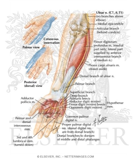 Ulnar nerve path | Radial nerve, Ulnar nerve, Impingement