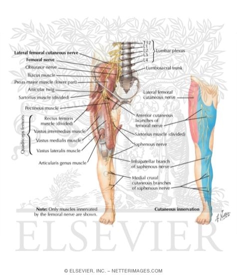 Femoral Nerve and Lateral Femoral Cutaneous Nerves