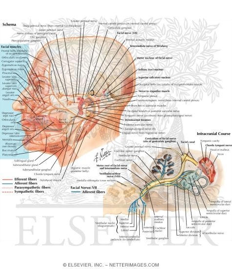 Nerve Schema and Intracranial Course Nerve Schema and Intracranial Course