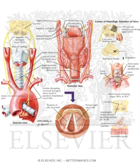Larynx Innervation