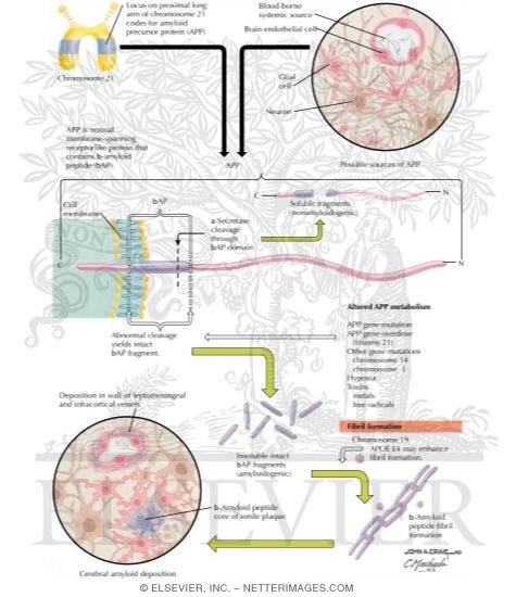 Amyloidogenesis in Alzheimer's Disease