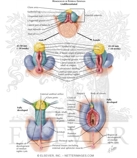 Homologues of External Genitalia