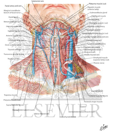 Superficial Veins and Cutaneous Nerves of Neck