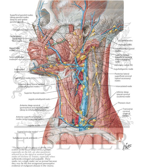 Back Of Neck Anatomy Lymph Is It Normal To Feel Lymph Nodes In The
