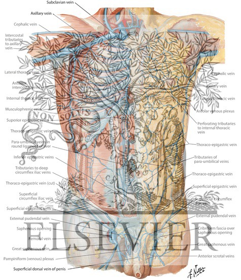 Veins of Anterior Abdominal Wall Venous Drainage of the Abdomen