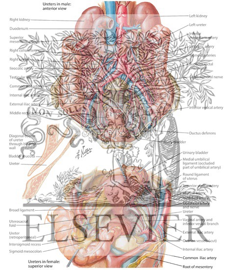 Anatomic Relations of Ureters Ureters