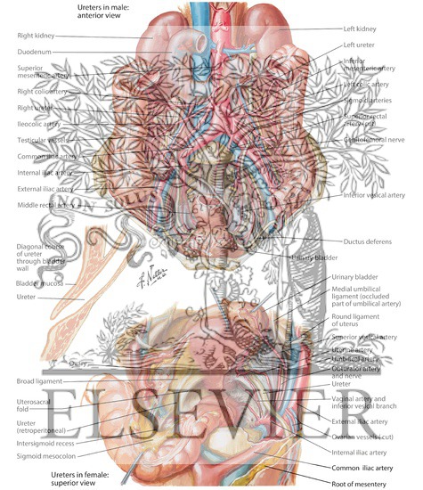 Anatomic Relations of Ureters
Ureters