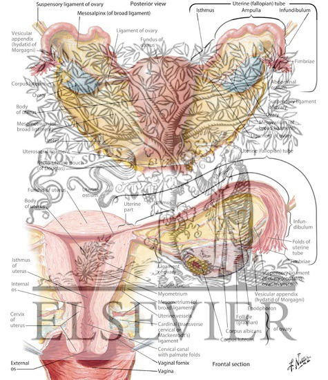 Uterus, Ovaries, and Uterine Tubes
