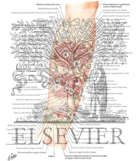 Cross-Sectional Anatomy of Right Forearm