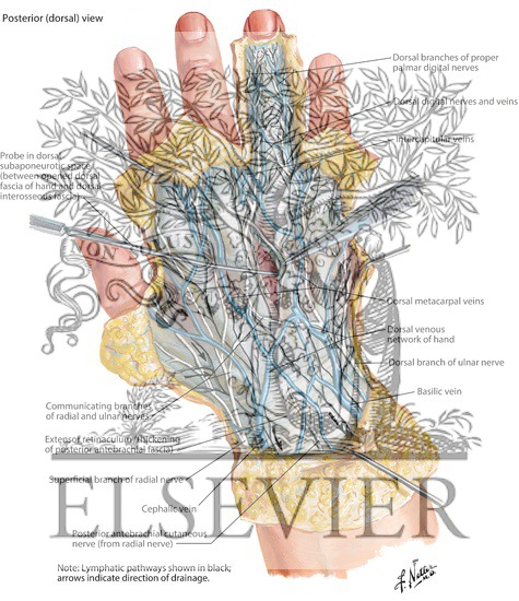 Skin and Subcutaneous Fascia of the Hand: Posterior View