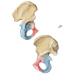 Hip Lateral View