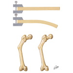 Stress-Generated Electric Potentials in Bone