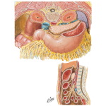 Peritoneal Relations of Pancreas