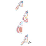 Cross Sections of Body at 6 to 7 Weeks