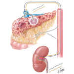 Biochemical Changes in Acute Pancreatitis