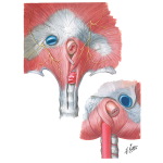Esophagogastric Junction