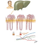 Renal Complications of Liver Disease