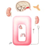 Salt and Water Balance In Head Injury