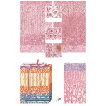 Histology of the Suprarenal (Adrenal) Glands