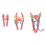 Development of the Major Blood Vessels