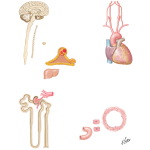 Interdependent and Interacting Factors In Blood-Pressure Regulation