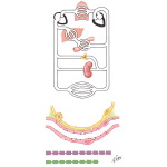 Renin-Angiotensin System