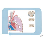 Chemical Control of Respiration (Feedback Mechanism)