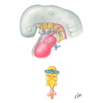 Developing Respiratory Tract at 4 to 5 Weeks - Pharynx at 4 to 5 Weeks