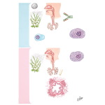 Mechanism of Type 1 (Immediate) Hypersensitivity