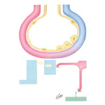 Pulmonary Defenses Against Oxidant and Other Noxious Injuries