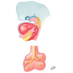Sagittal Section at 5 to 6 Weeks - Bronchi and Lungs at 5 to 6 Weeks