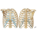 Bony Thorax Labeled