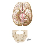Ischemia in Vertebrobasilar Territory: Clinical Manifestations Related to Site
